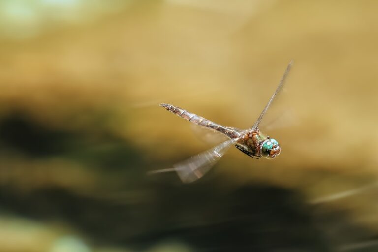 Animacje i przejścia we Flutterze – jak poprawiają UX?