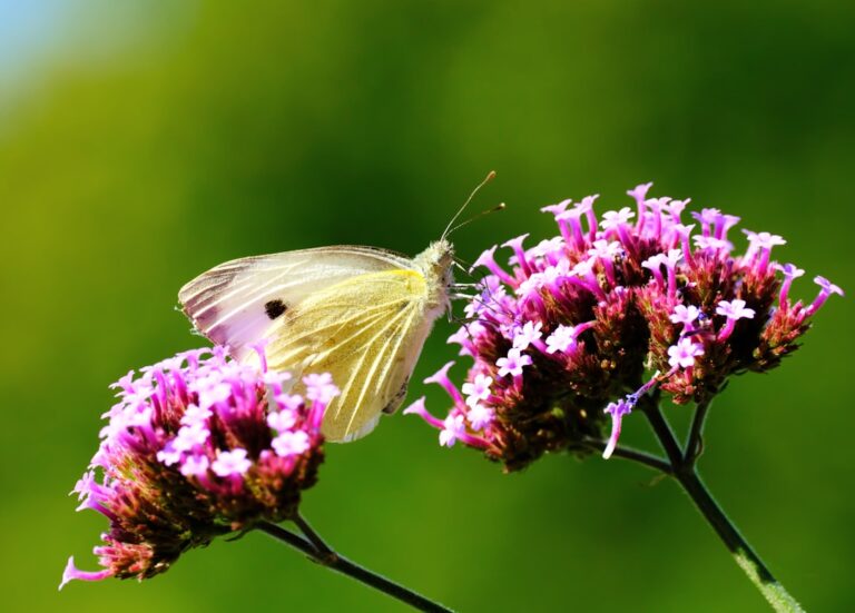 Najlepsze przykłady aplikacji stworzonych we Flutterze